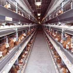 Battery Cages Of Broiler Breeders Parents